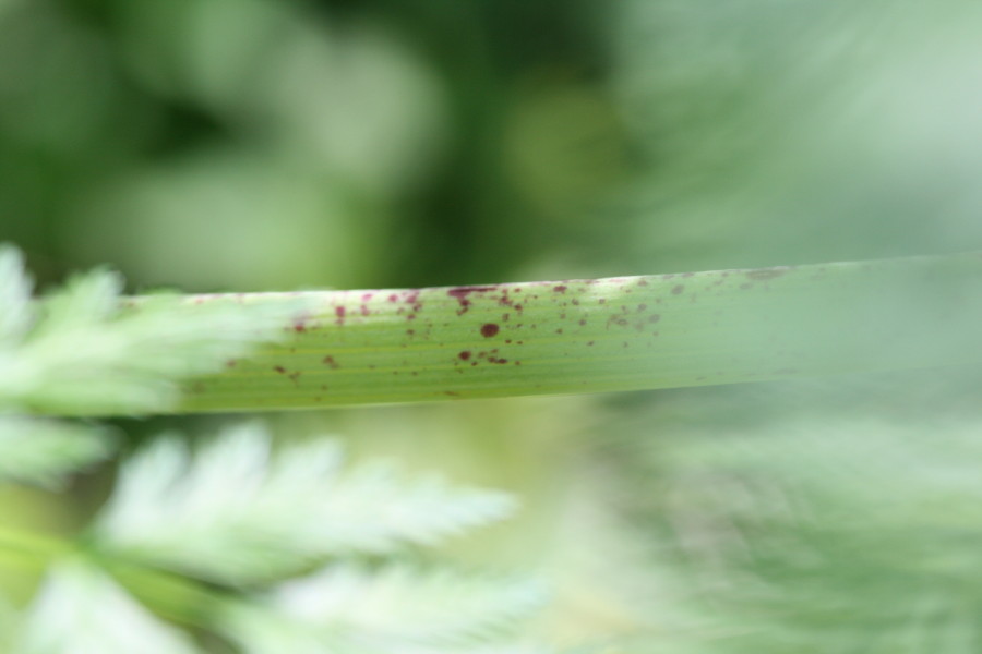 Conium maculatum / Cicuta maggiore